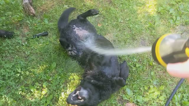 Dog Loves the Water Hose