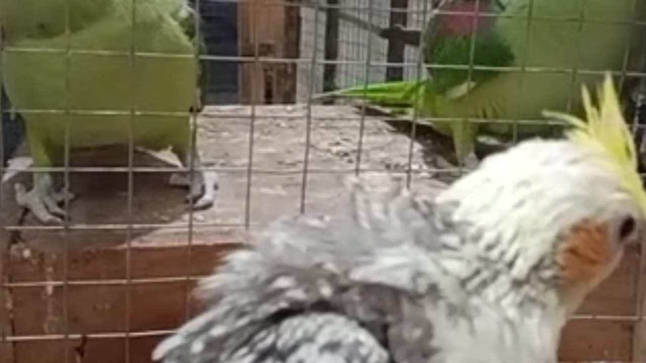 Cockatiel baby parrot and best talking parrot