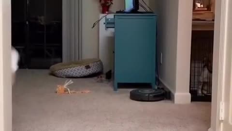 VIRAL Funny Cat Dance