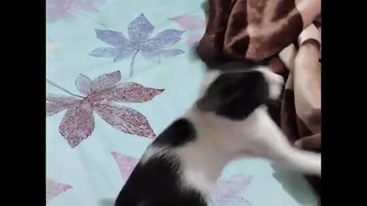 Mew is in Mood now🤣😂❤️ #funny #cat #shorts