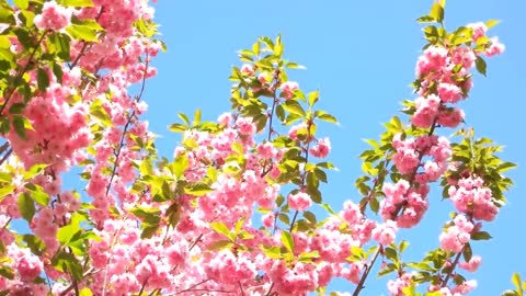 Pink flowers