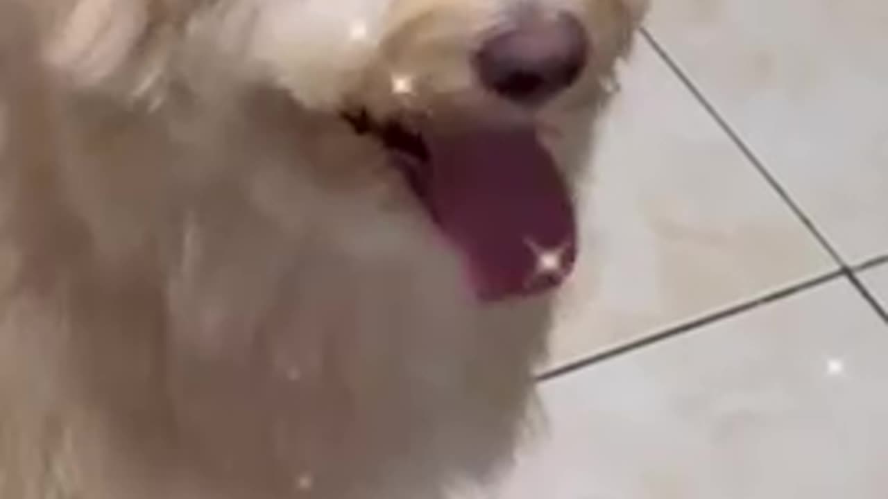 Adorable Dog
