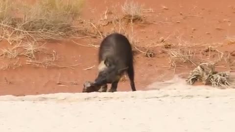 Brown hyena