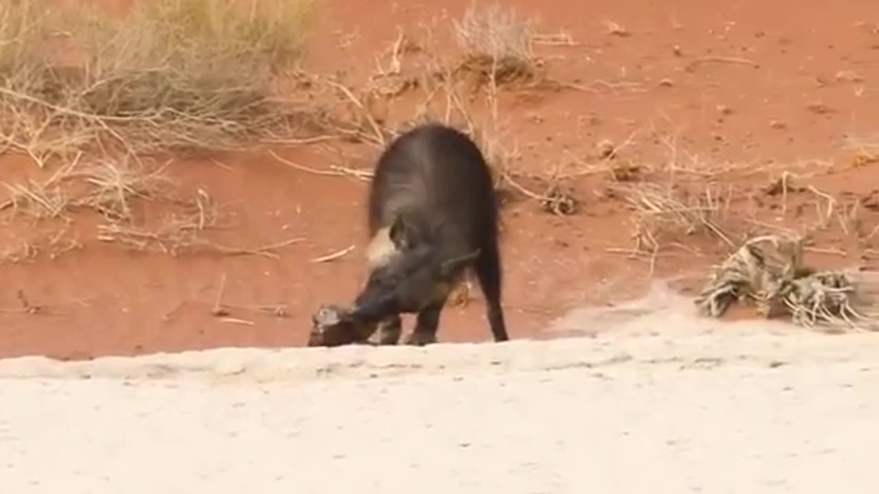 Brown hyena