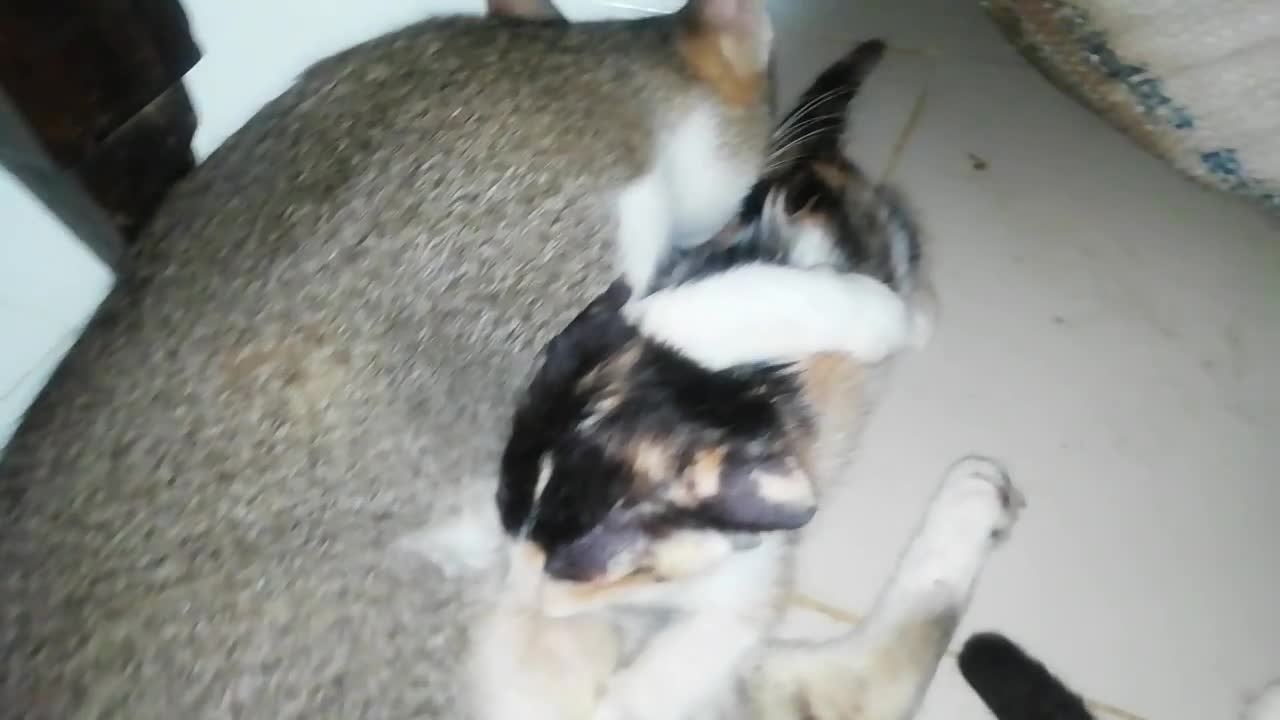 Cat is kissing her kitten