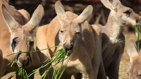 kangaroos