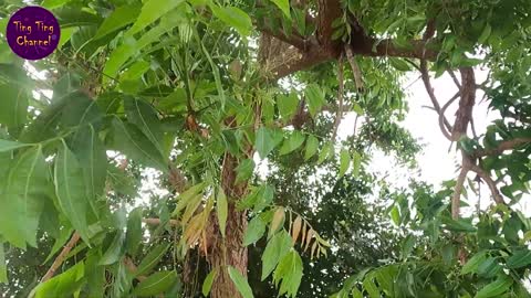 ស្តៅ