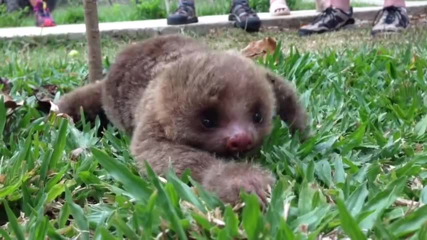 Precious Baby Sloth Takes First Steps