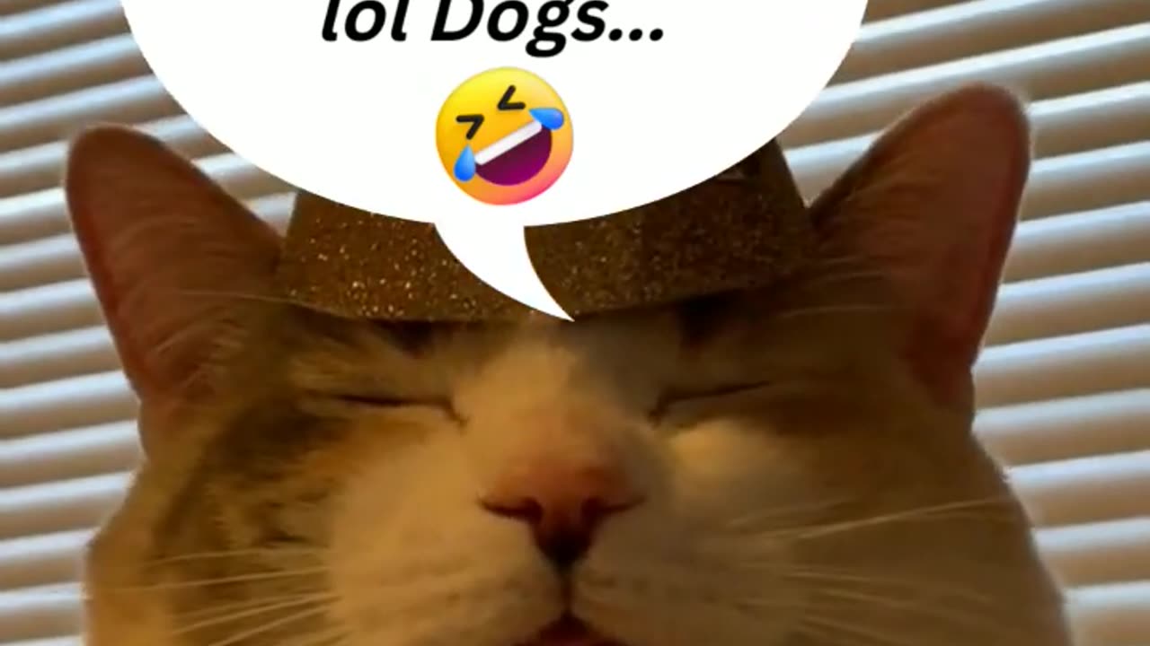 funny animal videos