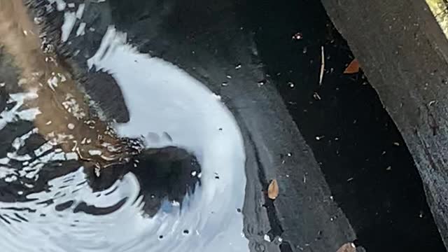 Storm Water Drain Hides Alligator Surprise