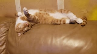 My Cat Sleeps Weird?