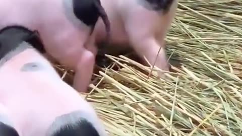 pig swimming