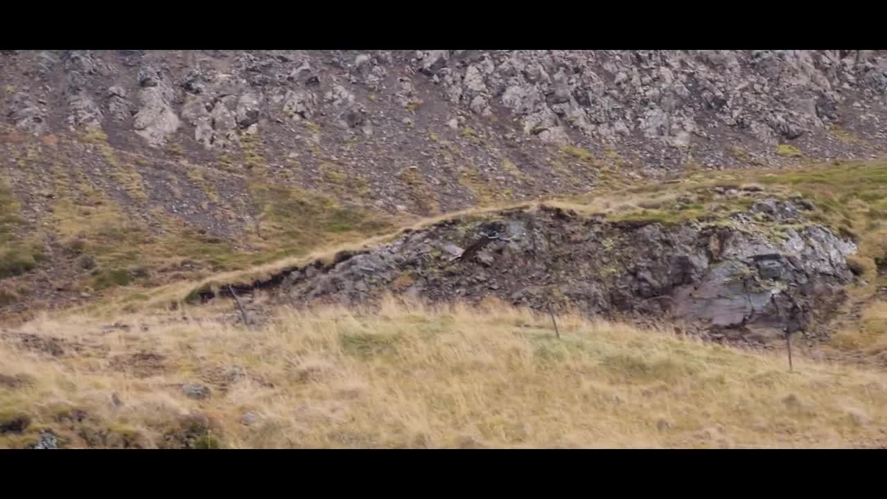 Amazing eagle and ravens flying together in Iceland