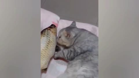 Cat Starts Eating Fish In Sleep