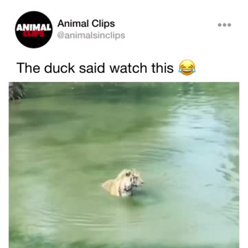 "A Tale of Tumultuous Hide-and-Seek: The Tiger and Duck Adventure"