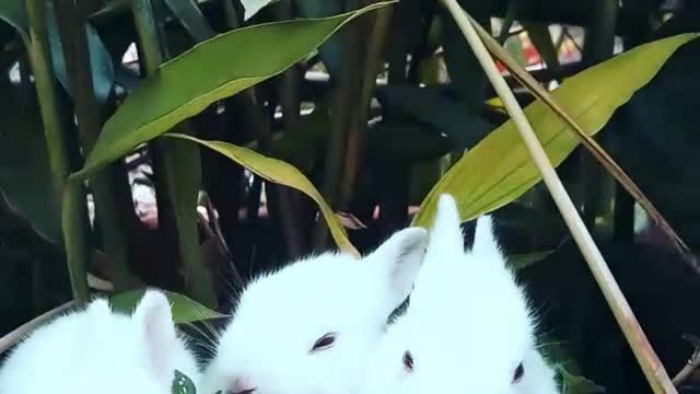 Cute rabbits enjoying morning - Vertical videosong