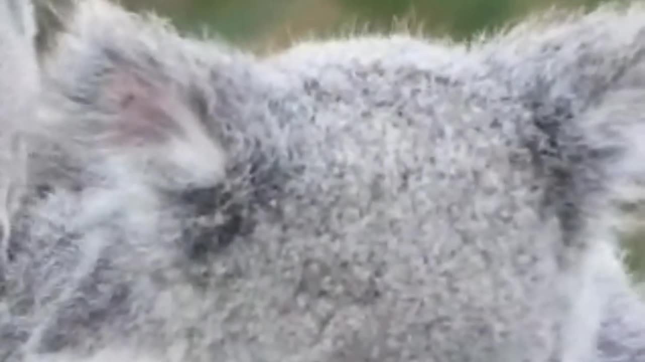 The True Reason Why Koalas Sleep For SO LONG.