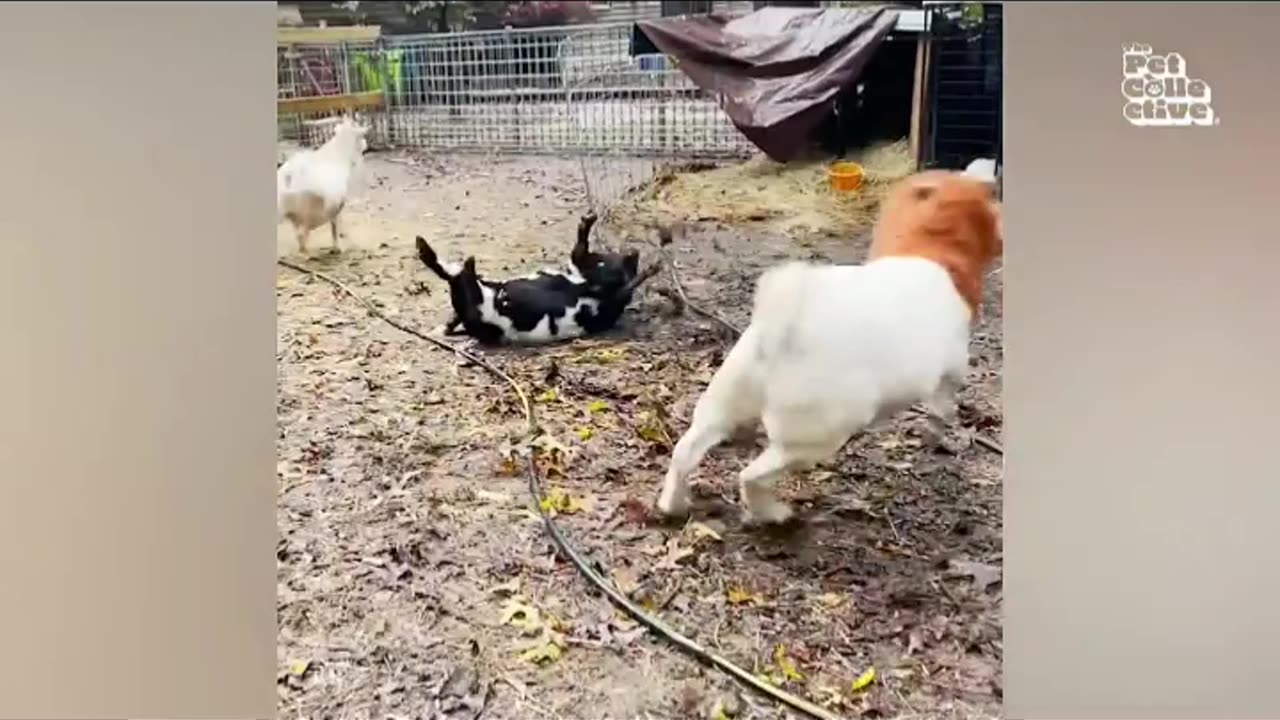 Funny Animals Videos🤣🤣🤣| Pet Animals | Farm Animals act crazy 🤣🤣🤣| Try Not To Laugh🤣🤣🤣