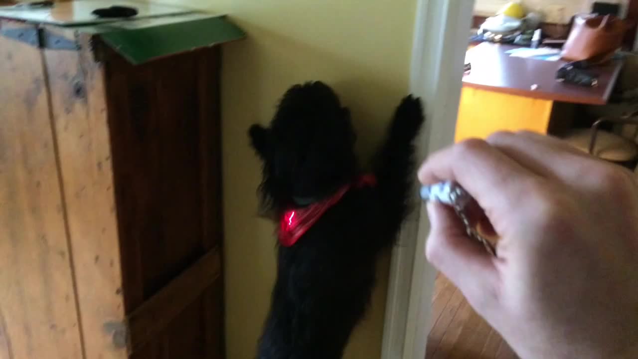 Dog goes completely NUTS going after laser pointer!