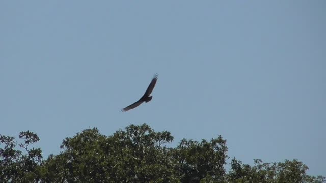 401 Toussaint Wildlife - Oak Harbor Ohio - Big Birds In Flight