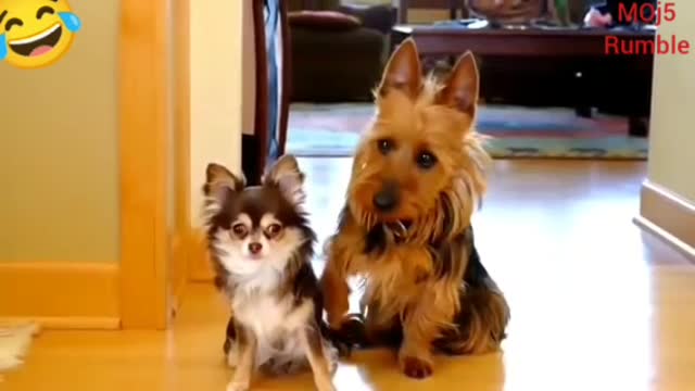 Funny and fun animals