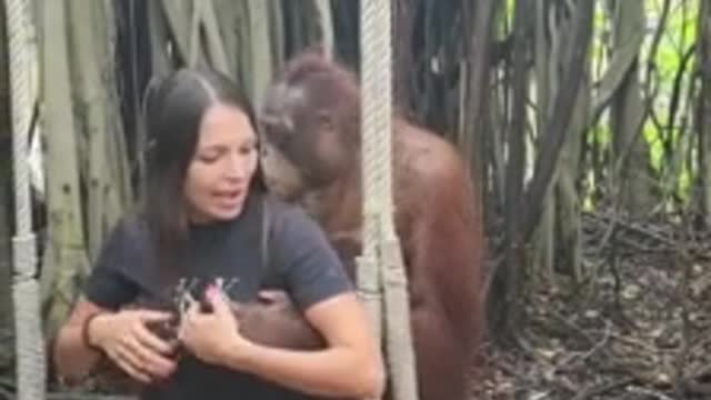 Monkey Totally Falls In Love