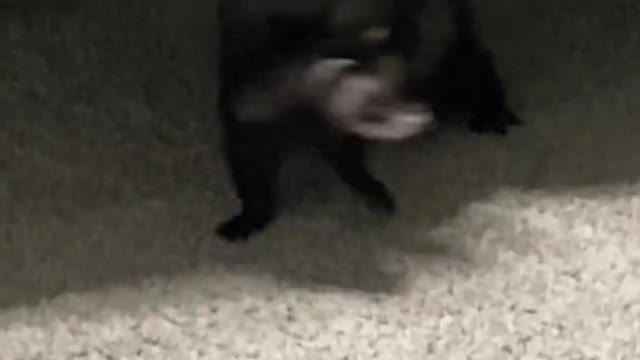When my pets notice the tunnel moving