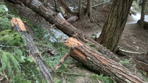 Ice Hiking Up the Old Growth Forest – Tamanawas Falls – Mount Hood – Oregon – 4K