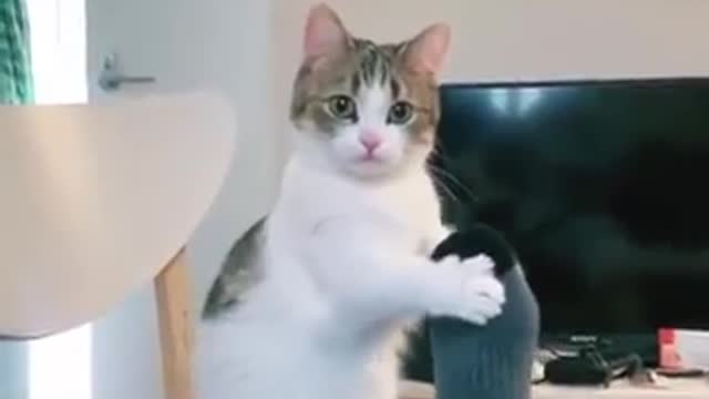 fun animals