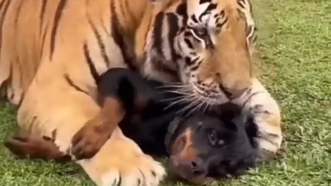 Tigers Friendship with Dog 😍 | Nouman Hassan |