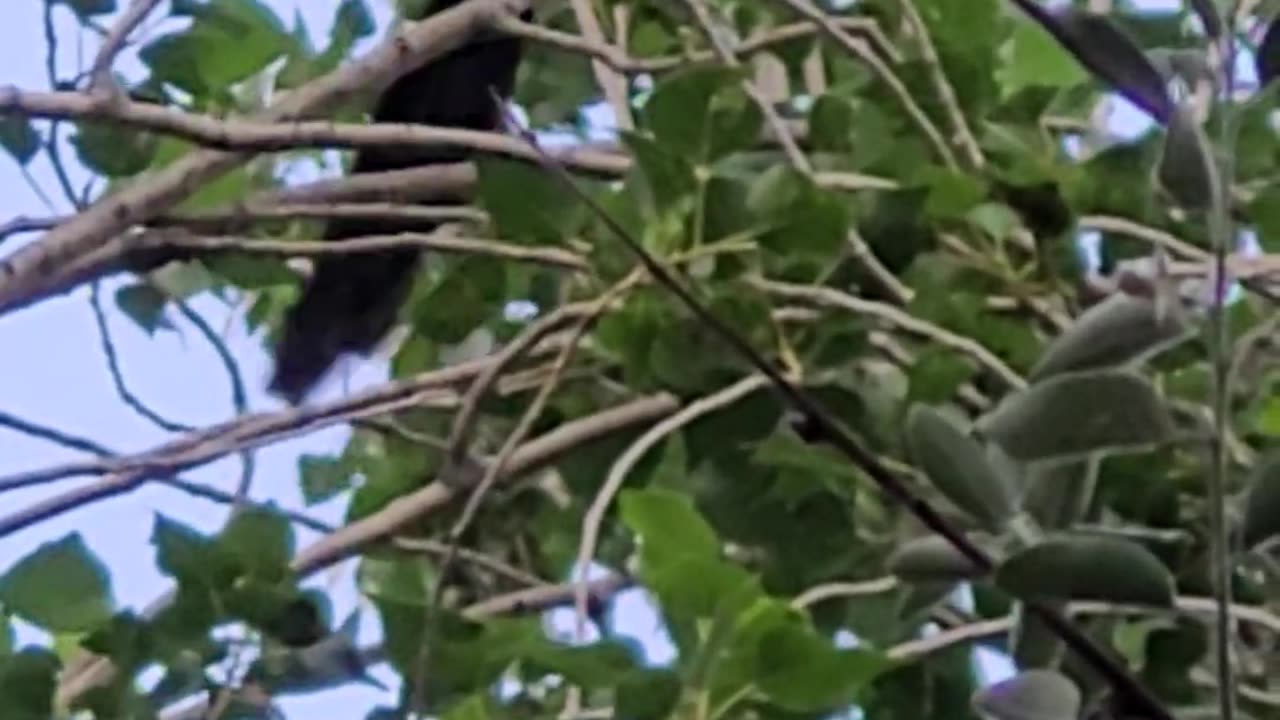 Magpie in chitral