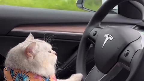 Cat driving a Tesla 😱😱