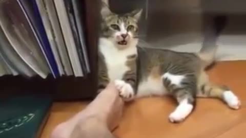 Cat_funny_video.
