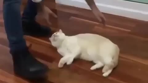 Latest funny animals video cat vs man 😂😺😀