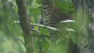 Leopard enjoying the rain