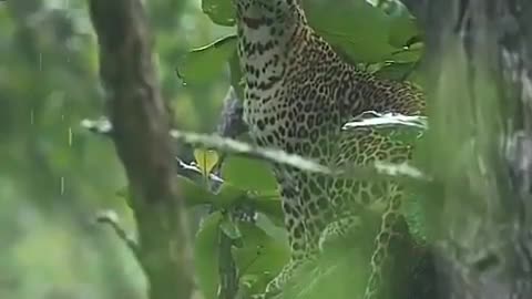 Leopard enjoying the rain