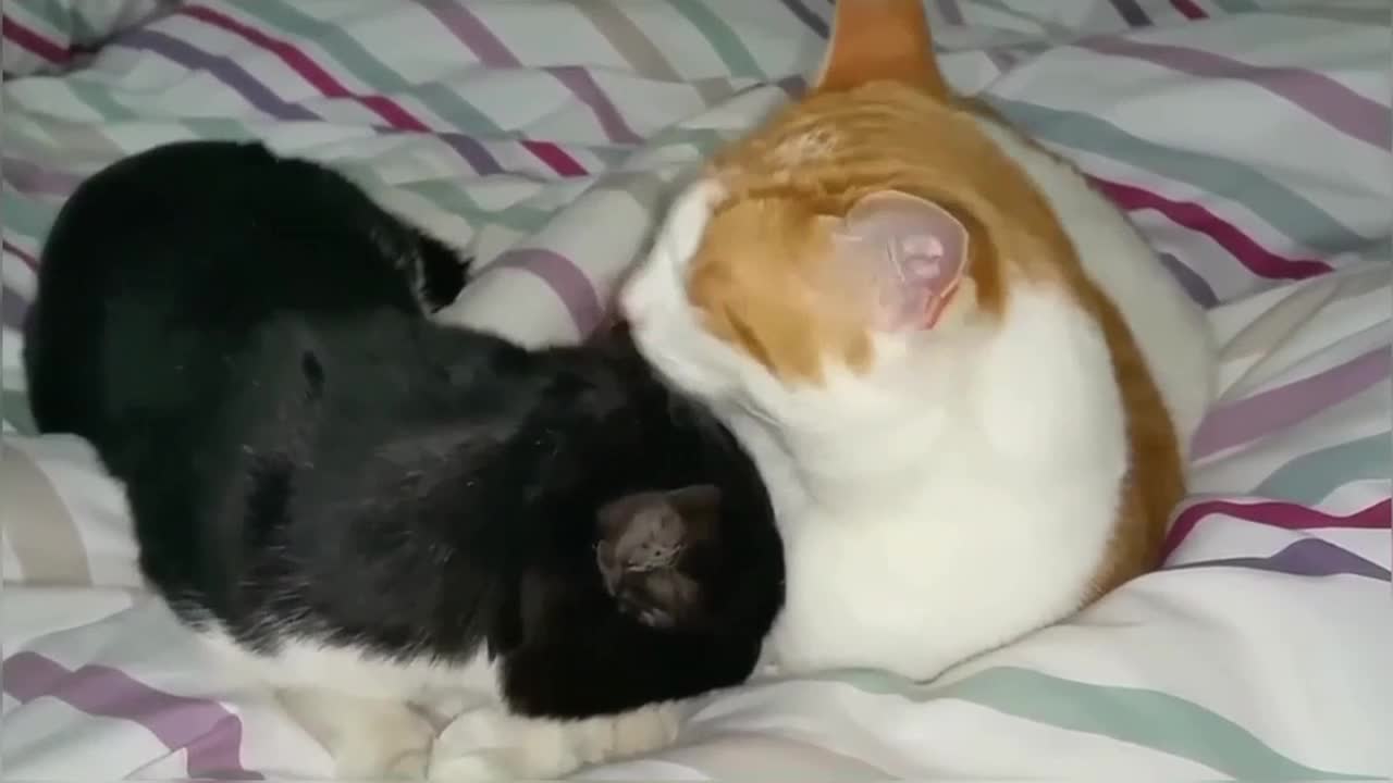 Cute Cat Kitten Compilation