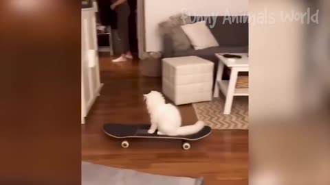 Funnies animal videos