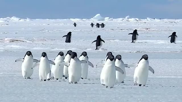 Adélie penguins run faster than expected🏃🏃♀️🏃♂️ 🇦🇶 Inexpressible Island