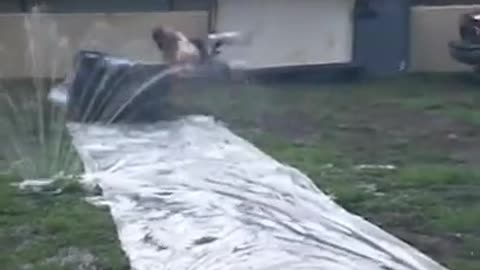 amazing funny Video Clips #shorts (159)