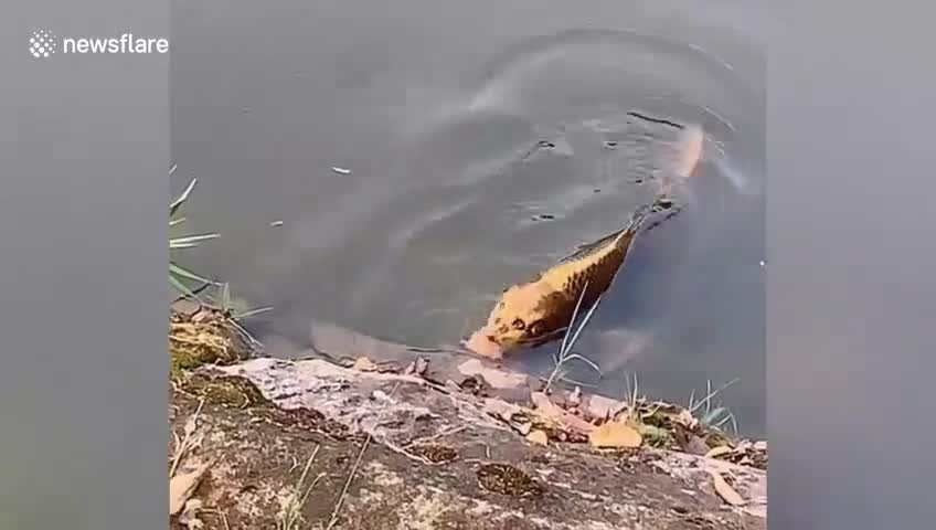 Chinese tourist spots fish with 'human face' in lake