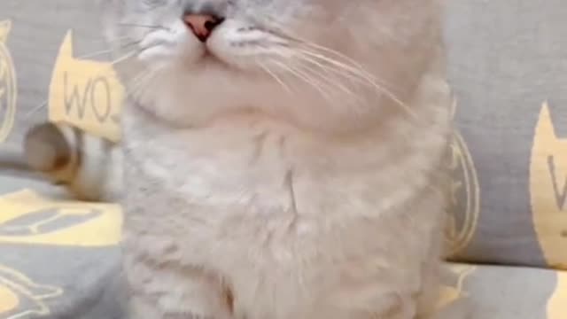 Um gatinho pode apertar as mãos? Acho que só quer petiscos.🤣🤪