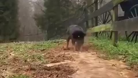 That’s an amazing dog!!! He’s so proud of himself at the end throwing 360°’s. 😊