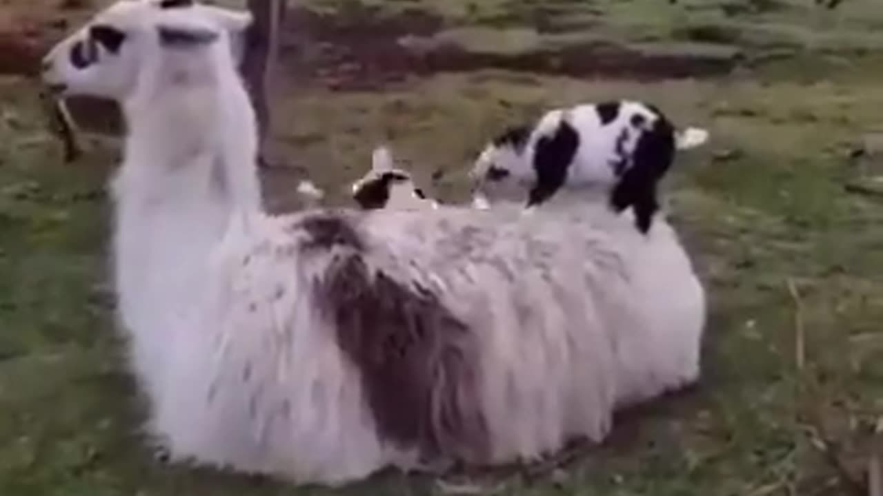 Goats at play