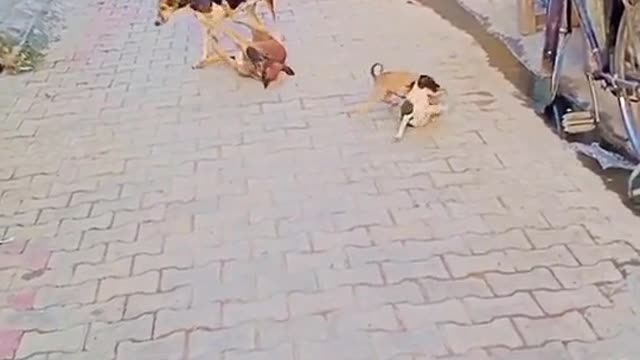 Dogs in action