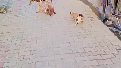 Dogs in action