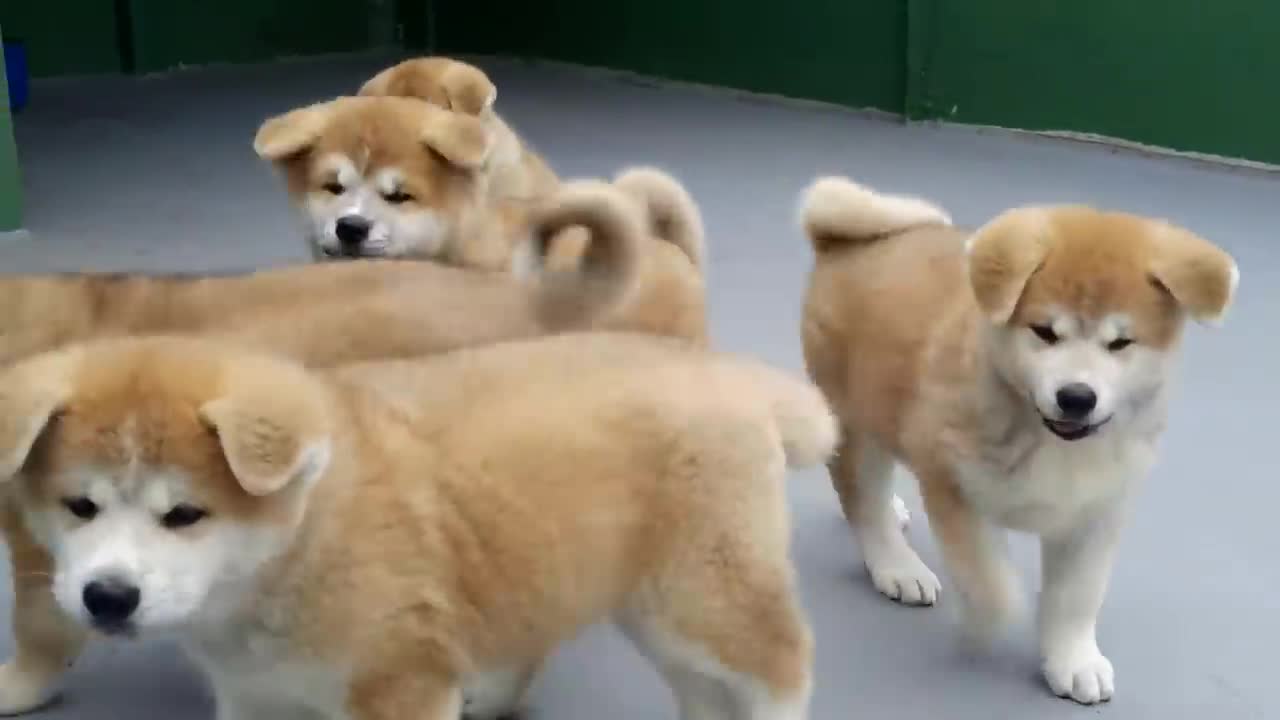 FILHOTES DE AKITA INU