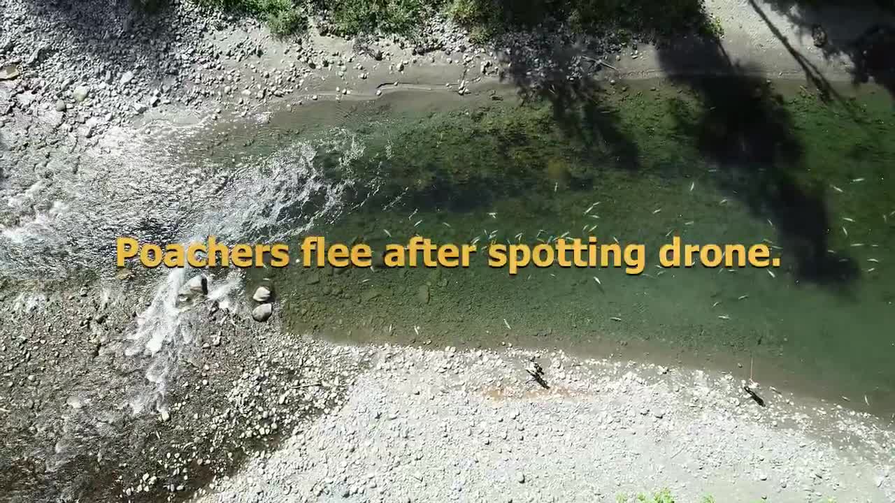 Chinook salmon snagging/poaching. South Fork Nooksack at Skookum Creek.