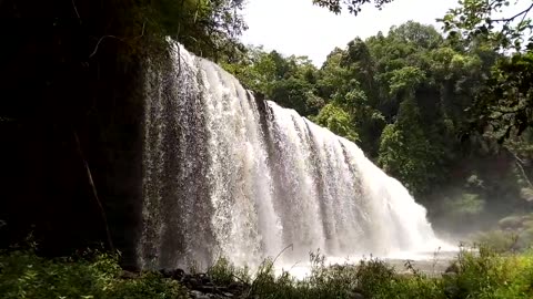 Journey Through the Enchanting Rainforest
