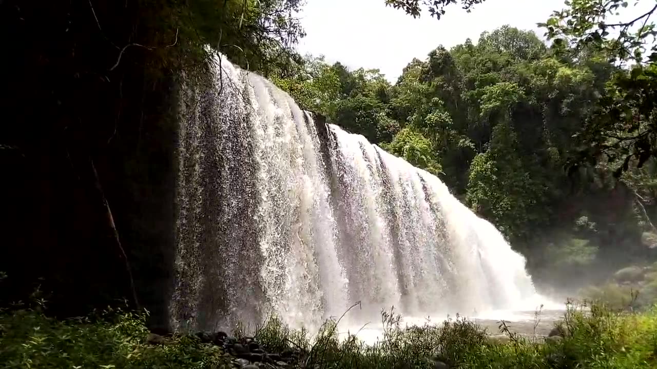 Journey Through the Enchanting Rainforest